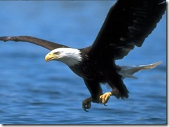 Eagle