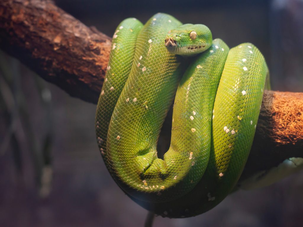 Green snake wrapped around a branch symbolizing evil