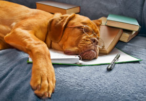 Dog with spectacles sleeping on book, illustrating that wisdom is not gained through books